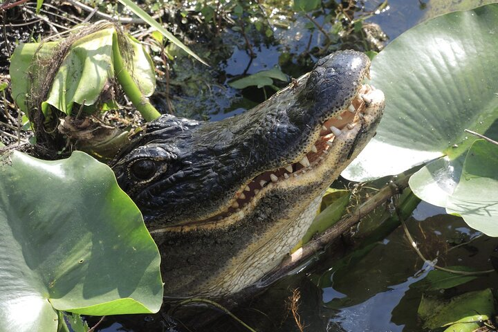 Everglades Sightseeing Tours with The River Of Grass Adventures